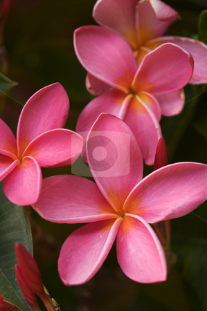 To use this stock image in your creative project, please select the size you need over to the right and click the "Add to Cart" button.
Your downloaded image will come with the Cutcaster watermark removed so don’t worry about the watermark you see on this page. Pink Plumeria Flowers stock photo, Pink Plumeria Flowers on the tree in Kauai, Hawaii by Andy Dean
