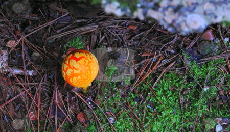 To use this stock image in your creative project, please select the size you need over to the right and click the "Add to Cart" button.
Your downloaded image will come with the Cutcaster watermark removed so don’t worry about the watermark you see on this page. Yellow Mushroom stock photo, by Richard Sheehan