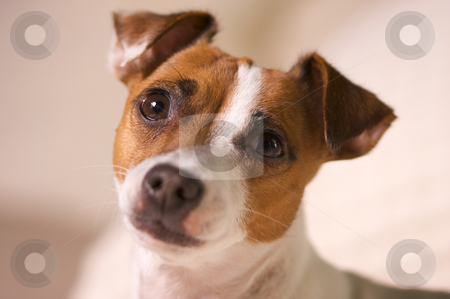 To use this stock image in your creative project, please select the size you need over to the right and click the "Add to Cart" button.
Your downloaded image will come with the Cutcaster watermark removed so don’t worry about the watermark you see on this page. Jack Russell Terrier Portrait stock photo, Jack Russell Terrier Dog Portrait by Andy Dean