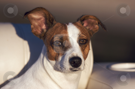 To use this stock image in your creative project, please select the size you need over to the right and click the "Add to Cart" button.
Your downloaded image will come with the Cutcaster watermark removed so don’t worry about the watermark you see on this page. Jack Russell Terrier Portrait stock photo, Majestic Jack Russell Terrier Dog Portrait by Andy Dean