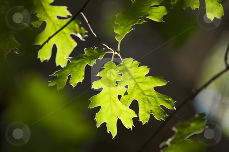 To use this stock image in your creative project, please select the size you need over to the right and click the "Add to Cart" button.
Your downloaded image will come with the Cutcaster watermark removed so don’t worry about the watermark you see on this page. Backlit Oak Leaves stock photo, Backlit Oak Leaves with narrow depth of field. by Andy Dean