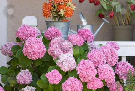 To use this stock image in your creative project, please select the size you need over to the right and click the "Add to Cart" button.
Your downloaded image will come with the Cutcaster watermark removed so don’t worry about the watermark you see on this page. Beautiful Hydrangea Blossoms stock photo, Beautiful Hydrangea Blossoms on Porch by Andy Dean