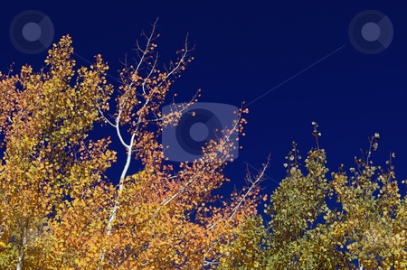To use this stock image in your creative project, please select the size you need over to the right and click the "Add to Cart" button.
Your downloaded image will come with the Cutcaster watermark removed so don’t worry about the watermark you see on this page. Colorful Aspen Pines stock photo, Colorful Aspen Pines Against Deep Blue Sky by Andy Dean