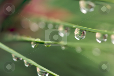 To use this stock image in your creative project, please select the size you need over to the right and click the "Add to Cart" button.
Your downloaded image will come with the Cutcaster watermark removed so don’t worry about the watermark you see on this page. Water Drops on Pine Needles stock photo, Macro Image of Water Drops on Pine Needles by Andy Dean