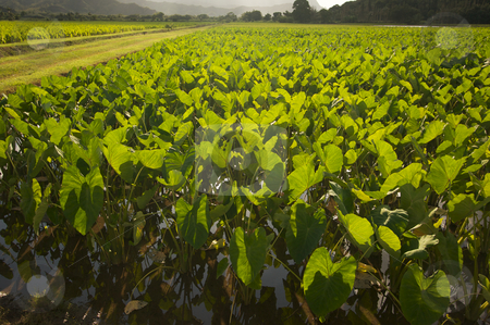 To use this stock image in your creative project, please select the size you need over to the right and click the "Add to Cart" button.
Your downloaded image will come with the Cutcaster watermark removed so don’t worry about the watermark you see on this page. Hanalei Valley and Taro Fields stock photo, Hanalei Valley and Taro Fields on Kauai, Hawaii by Andy Dean
