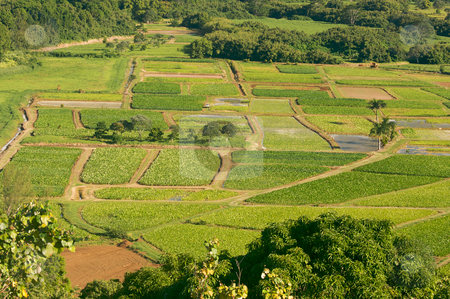To use this stock image in your creative project, please select the size you need over to the right and click the "Add to Cart" button.
Your downloaded image will come with the Cutcaster watermark removed so don’t worry about the watermark you see on this page. Hanalei Valley and Taro Fields stock photo, Hanalei Valley and Taro Fields on Kauai, Hawaii by Andy Dean