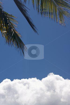 To use this stock image in your creative project, please select the size you need over to the right and click the "Add to Cart" button.
Your downloaded image will come with the Cutcaster watermark removed so don’t worry about the watermark you see on this page. White Cumulus Clouds stock photo, White Cumulus Clouds off the coast of Kauai, Hawaii by Andy Dean