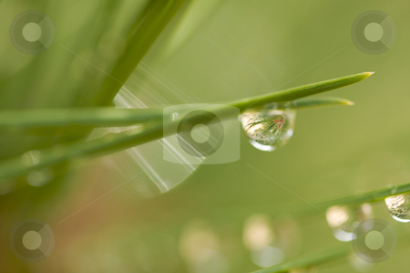 To use this stock image in your creative project, please select the size you need over to the right and click the "Add to Cart" button.
Your downloaded image will come with the Cutcaster watermark removed so don’t worry about the watermark you see on this page. Water Drops on Pine Needles stock photo, Macro Image of Water Drops on Pine Needles by Andy Dean