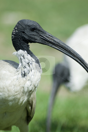 To use this stock image in your creative project, please select the size you need over to the right and click the "Add to Cart" button.
Your downloaded image will come with the Cutcaster watermark removed so don’t worry about the watermark you see on this page. Australian white ibis stock photo, An australian white ibis, (Threskiornis molucca) wading bird from the family Threskiornithidae by Stephen Gibson