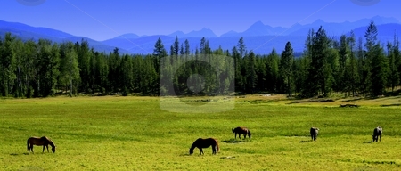 To use this stock image in your creative project, please select the size you need over to the right and click the "Add to Cart" button.
Your downloaded image will come with the Cutcaster watermark removed so don’t worry about the watermark you see on this page. Grazing horses stock photo, Horses grazing with Mission Mountains in the back groud. Taken in the Seeley/Swan Valley. by Brian Johnson