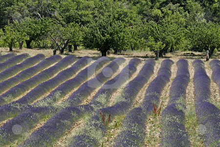 To use this stock image in your creative project, please select the size you need over to the right and click the "Add to Cart" button.
Your downloaded image will come with the Cutcaster watermark removed so don’t worry about the watermark you see on this page. Lavender field near Croagnes, Luberon, Provence stock photo, Lavender field near Croagnes, Luberon, Provence, Southern France by Lothar Hinz