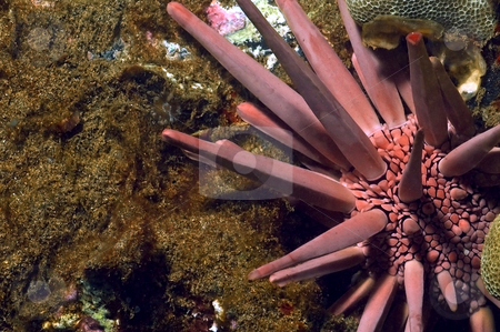To use this stock image in your creative project, please select the size you need over to the right and click the "Add to Cart" button.
Your downloaded image will come with the Cutcaster watermark removed so don’t worry about the watermark you see on this page. Pencil Urchin stock photo, Photographed off of Kihei Hawaii by Greg Amptman