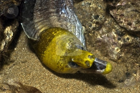 To use this stock image in your creative project, please select the size you need over to the right and click the "Add to Cart" button.
Your downloaded image will come with the Cutcaster watermark removed so don’t worry about the watermark you see on this page. Undulated Moray Eel stock photo, Photographed off of Kihei, Hawaii by Greg Amptman