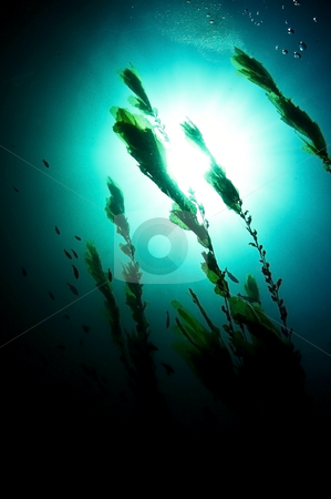 To use this stock image in your creative project, please select the size you need over to the right and click the "Add to Cart" button.
Your downloaded image will come with the Cutcaster watermark removed so don’t worry about the watermark you see on this page. Untitled stock photo, Photographed off of the Channel Islands, California by Greg Amptman