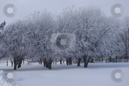 To use this stock image in your creative project, please select the size you need over to the right and click the "Add to Cart" button.
Your downloaded image will come with the Cutcaster watermark removed so don’t worry about the watermark you see on this page. Frost decorated orchard stock photo, A small grove of apple trees is covered with snow and frost on a cold Iowa wintry day. by Dennis Thomsen