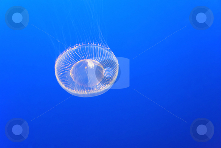 To use this stock image in your creative project, please select the size you need over to the right and click the "Add to Cart" button.
Your downloaded image will come with the Cutcaster watermark removed so don’t worry about the watermark you see on this page. Jellyfish stock photo, A jellyfish on a blue submarine background by Ivan Paunovic