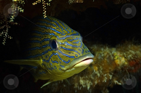 To use this stock image in your creative project, please select the size you need over to the right and click the "Add to Cart" button.
Your downloaded image will come with the Cutcaster watermark removed so don’t worry about the watermark you see on this page. French Grunt stock photo, Shot in Cozumel, Mexico by Greg Amptman