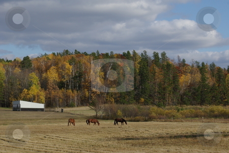 To use this stock image in your creative project, please select the size you need over to the right and click the "Add to Cart" button.
Your downloaded image will come with the Cutcaster watermark removed so don’t worry about the watermark you see on this page. Quarter horses grazing stock photo, Three quarter horses graze in a field below a ridge line of trees dressed in colorful fall foliage. by Dennis Thomsen