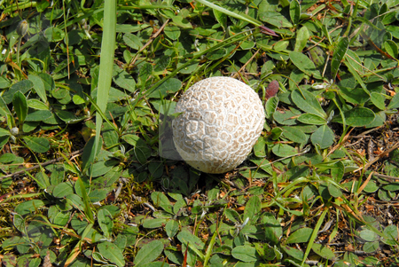 To use this stock image in your creative project, please select the size you need over to the right and click the "Add to Cart" button.
Your downloaded image will come with the Cutcaster watermark removed so don’t worry about the watermark you see on this page. Puffball stock photo, A spiky puffball mushroom nesting in lush green grass by Joanna Szycik