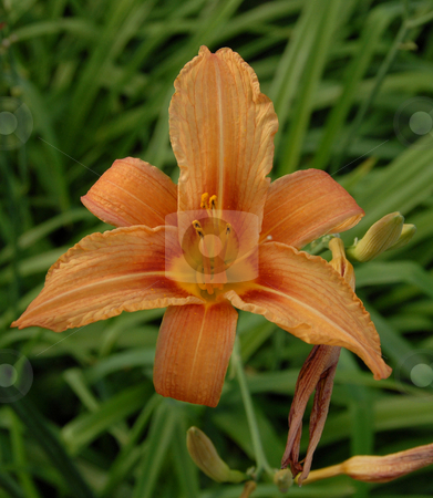 To use this stock image in your creative project, please select the size you need over to the right and click the "Add to Cart" button.
Your downloaded image will come with the Cutcaster watermark removed so don’t worry about the watermark you see on this page. Flowers in my garden stock photo, Lovely and beautiful flowers in my garden by Joanna Szycik