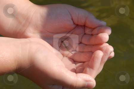 To use this stock image in your creative project, please select the size you need over to the right and click the "Add to Cart" button.
Your downloaded image will come with the Cutcaster watermark removed so don’t worry about the watermark you see on this page. Very young and little fish stock photo, Very young and little fish swimming on my friend's hands by Joanna Szycik