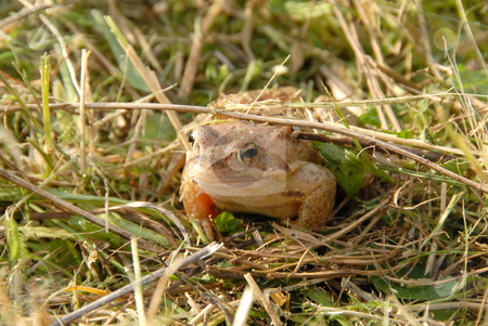 To use this stock image in your creative project, please select the size you need over to the right and click the "Add to Cart" button.
Your downloaded image will come with the Cutcaster watermark removed so don’t worry about the watermark you see on this page. Frog stock photo, Toad or frog resting in green grass near lakeside by Joanna Szycik