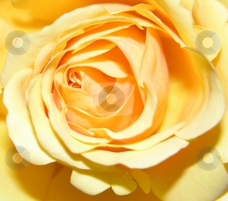 To use this stock image in your creative project, please select the size you need over to the right and click the "Add to Cart" button.
Your downloaded image will come with the Cutcaster watermark removed so don’t worry about the watermark you see on this page. A large rose stock photo, A large yellow rose seen up close by Tim Markley