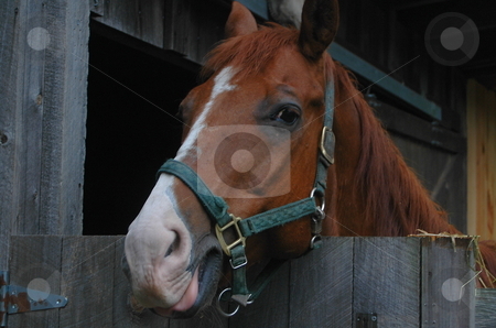 To use this stock image in your creative project, please select the size you need over to the right and click the "Add to Cart" button.
Your downloaded image will come with the Cutcaster watermark removed so don’t worry about the watermark you see on this page. Horse stock photo, by Richard Sheehan