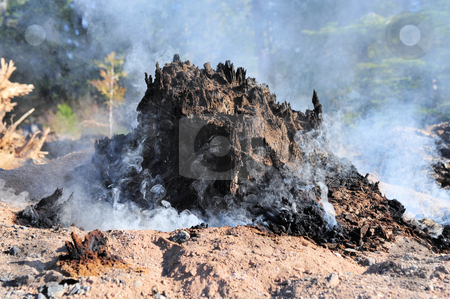 To use this stock image in your creative project, please select the size you need over to the right and click the "Add to Cart" button.
Your downloaded image will come with the Cutcaster watermark removed so don’t worry about the watermark you see on this page. Smoldering Tree Stump stock photo, Tree stump burnt and smoking after a forest fire by Lynn Bendickson