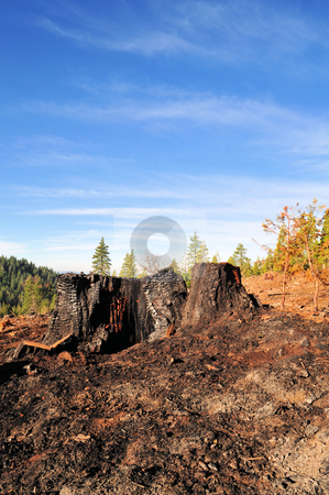 To use this stock image in your creative project, please select the size you need over to the right and click the "Add to Cart" button.
Your downloaded image will come with the Cutcaster watermark removed so don’t worry about the watermark you see on this page. Burnt Tree Stump stock photo, Clear blue sky, tree stump and ashes after a forest fire by Lynn Bendickson