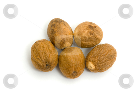 To use this stock image in your creative project, please select the size you need over to the right and click the "Add to Cart" button.
Your downloaded image will come with the Cutcaster watermark removed so don’t worry about the watermark you see on this page. Muskatnuss (Myristica fragrans) - Nutmeg stock photo, Der Muskatnussbaum (Myristica fragrans) ist eine Art aus der Familie der Muskatnussgew?chse (Myristicaceae) und geh?rt zu den Bedecktsamigen Pflanzen (Magnoliophyta). - The nutmegs Myristica are a genus of evergreen trees indigenous to tropical southeast Asia and Australasia. by Wolfgang Heidasch