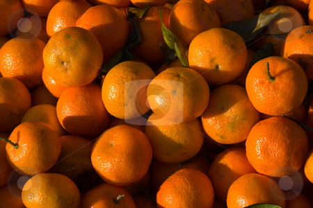 To use this stock image in your creative project, please select the size you need over to the right and click the "Add to Cart" button.
Your downloaded image will come with the Cutcaster watermark removed so don’t worry about the watermark you see on this page. Clementine (Citrus ? aurantium) stock photo, Als Clementine (Citrus ? aurantium) bezeichnet man eine Gruppe von Hybriden aus der Gattung der Zitruspflanzen (Citrus). Die Clementine ist eine Hybride zwischen Mandarine (Citrus reticulata) und Orange (Citrus sinensis). by Wolfgang Heidasch