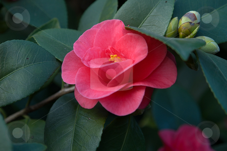 To use this stock image in your creative project, please select the size you need over to the right and click the "Add to Cart" button.
Your downloaded image will come with the Cutcaster watermark removed so don’t worry about the watermark you see on this page. Kamelie, Camellia stock photo, Die Kamelie (Camellia japonica) ist in Ostasien beheimatet und eng mit dem Teestrauch verwandt. by Wolfgang Heidasch