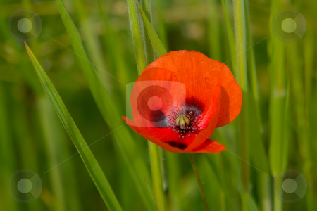 To use this stock image in your creative project, please select the size you need over to the right and click the "Add to Cart" button.
Your downloaded image will come with the Cutcaster watermark removed so don’t worry about the watermark you see on this page. Mohnblume stock photo, Mohnblume by Wolfgang Heidasch