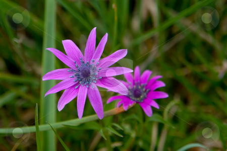 To use this stock image in your creative project, please select the size you need over to the right and click the "Add to Cart" button.
Your downloaded image will come with the Cutcaster watermark removed so don’t worry about the watermark you see on this page. Anemone Blanda, Strahlenanemone, Mountain Windflower stock photo, Anemone Blanda, Strahlenanemone, Mountain Windflower,
Rhodos Prophitis Ilias (Ranunculaceae, Hahnenfu?gew?chse / Buttercups) by Wolfgang Heidasch