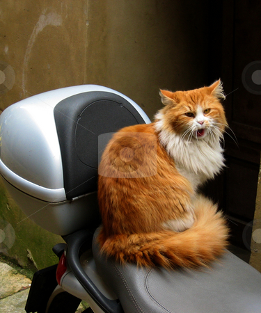To use this stock image in your creative project, please select the size you need over to the right and click the "Add to Cart" button.
Your downloaded image will come with the Cutcaster watermark removed so don’t worry about the watermark you see on this page. Katze in Volterra Toskana Italien stock photo, by Wolfgang Heidasch