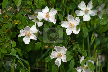 To use this stock image in your creative project, please select the size you need over to the right and click the "Add to Cart" button.
Your downloaded image will come with the Cutcaster watermark removed so don’t worry about the watermark you see on this page. Hunds-Rose (Rosa canina) - Dog Rose Rosehip stock photo, Die Hunds-Rose (Rosa canina), vielfach auch Hundsrose, ist die mit Abstand h?ufigste wild wachsende Rosenart in Mitteleuropa. Sie wird auch Hagrose oder Heckenrose genannt. - Rosa canina (lit. Dog Rose, often called incorrectly Rosehip) is a variable scrambling rose species native to Europe, northwest Africa and western Asia. by Wolfgang Heidasch