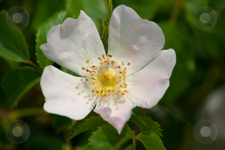 To use this stock image in your creative project, please select the size you need over to the right and click the "Add to Cart" button.
Your downloaded image will come with the Cutcaster watermark removed so don’t worry about the watermark you see on this page. Hunds-Rose (Rosa canina) - Dog Rose Rosehip stock photo, Die Hunds-Rose (Rosa canina), vielfach auch Hundsrose, ist die mit Abstand h?ufigste wild wachsende Rosenart in Mitteleuropa. Sie wird auch Hagrose oder Heckenrose genannt. - Rosa canina (lit. Dog Rose, often called incorrectly Rosehip) is a variable scrambling rose species native to Europe, northwest Africa and western Asia. by Wolfgang Heidasch