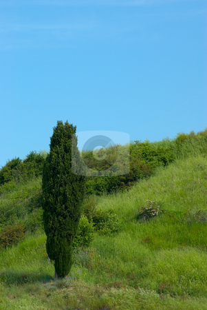 To use this stock image in your creative project, please select the size you need over to the right and click the "Add to Cart" button.
Your downloaded image will come with the Cutcaster watermark removed so don’t worry about the watermark you see on this page. Landschaft in der Toskana, Italien - Landscape in tuscany, italy stock photo, Die Toskana (italienisch Toscana) ist eine Region in Italien und grenzt im Norden an Ligurien und die Emilia-Romagna, im Osten an die Marken und an Umbrien und im S?den an Latium. - Tuscany (Italian: Toscana) is a region in Italy. It has an area of 22,990 km? and a population of about 3.6 million inhabitants. The regional capital is Florence. by Wolfgang Heidasch