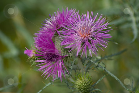 To use this stock image in your creative project, please select the size you need over to the right and click the "Add to Cart" button.
Your downloaded image will come with the Cutcaster watermark removed so don’t worry about the watermark you see on this page. Sumpfkratzdistel (Cirsium palustre) stock photo, Die Sumpf-Kratzdistel (Cirsium palustre) geh?rt zur Unterfamilie der Carduoideae innerhalb der Familie der Korbbl?tler (Asteraceae). - Cirsium palustre (the Marsh thistle or European swamp thistle) is a herbaceous biennial species of the genus Cirsium. by Wolfgang Heidasch