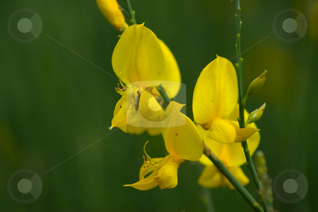 To use this stock image in your creative project, please select the size you need over to the right and click the "Add to Cart" button.
Your downloaded image will come with the Cutcaster watermark removed so don’t worry about the watermark you see on this page. Ginster (Genista), Broom stock photo, Die Ginster (Genista) sind eine Pflanzengattung, die zu den Schmetterlingsbl?tlern (Faboideae) geh?rt. - Genista is a genus of legumes which includes many species of broom. by Wolfgang Heidasch