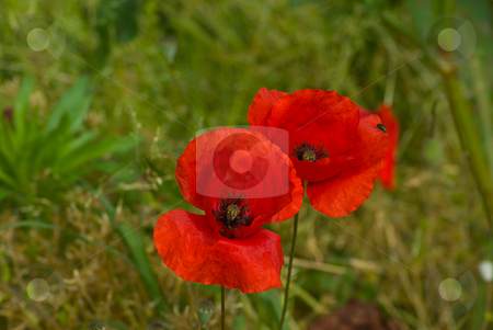 To use this stock image in your creative project, please select the size you need over to the right and click the "Add to Cart" button.
Your downloaded image will come with the Cutcaster watermark removed so don’t worry about the watermark you see on this page. Mohnbl?ten - Poppy stock photo, Der Klatschmohn (Papaver rhoeas), auch Mohnblume oder Klatschrose genannt, ist eine Pflanzenart aus der Familie der Mohngew?chse (Papaveraceae).
The Corn Poppy, Field Poppy, Flanders Poppy, or Red Poppy is the wild poppy of agricultural cultivation by Wolfgang Heidasch