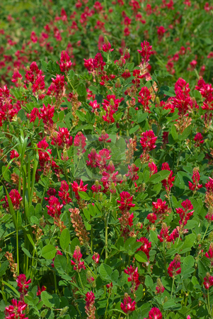 To use this stock image in your creative project, please select the size you need over to the right and click the "Add to Cart" button.
Your downloaded image will come with the Cutcaster watermark removed so don’t worry about the watermark you see on this page. Inkarnat-Klee (Trifolium incarnatum) - Crimson clover stock photo, Der Inkarnat-Klee (Trifolium incarnatum), auch Blutklee oder Rosenklee genannt, ist eine Pflanzenart aus der Gattung Klee (Trifolium), die zur Unterfamilie Schmetterlingsbl?tler (Faboideae) der Pflanzenfamilie der H?lsenfr?chtler (Fabaceae) geh?rt. - Crimson clover (Trifolium incarnatum), also known as Italian clover, is a species of clover in the family Fabaceae, native to most of Europe. by Wolfgang Heidasch