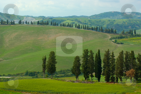 To use this stock image in your creative project, please select the size you need over to the right and click the "Add to Cart" button.
Your downloaded image will come with the Cutcaster watermark removed so don’t worry about the watermark you see on this page. Landschaft in der Toskana, Italien - Landscape in tuscany, italy stock photo, Die Toskana (italienisch Toscana) ist eine Region in Italien und grenzt im Norden an Ligurien und die Emilia-Romagna, im Osten an die Marken und an Umbrien und im S?den an Latium. - Tuscany (Italian: Toscana) is a region in Italy. It has an area of 22,990 km? and a population of about 3.6 million inhabitants. The regional capital is Florence. by Wolfgang Heidasch
