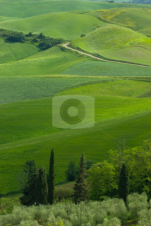 To use this stock image in your creative project, please select the size you need over to the right and click the "Add to Cart" button.
Your downloaded image will come with the Cutcaster watermark removed so don’t worry about the watermark you see on this page. Landschaft in der Toskana, Italien - Landscape in tuscany, italy stock photo, Die Toskana (italienisch Toscana) ist eine Region in Italien und grenzt im Norden an Ligurien und die Emilia-Romagna, im Osten an die Marken und an Umbrien und im S?den an Latium. - Tuscany (Italian: Toscana) is a region in Italy. It has an area of 22,990 km? and a population of about 3.6 million inhabitants. The regional capital is Florence. by Wolfgang Heidasch
