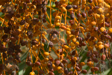 To use this stock image in your creative project, please select the size you need over to the right and click the "Add to Cart" button.
Your downloaded image will come with the Cutcaster watermark removed so don’t worry about the watermark you see on this page. Echte Dattelpalme (Phoenix dactylifera) - Date Palm stock photo, Die Echte Dattelpalme (Phoenix dactylifera) ist eine Pflanzenart der Gattung Dattelpalmen (Phoenix) in der Familie der Palmengew?chse (Arecaceae). - The Date Palm (Phoenix dactylifera) is a palm in the genus Phoenix, extensively cultivated for its edible fruit. by Wolfgang Heidasch