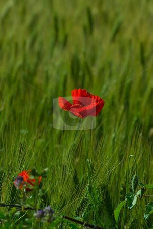 To use this stock image in your creative project, please select the size you need over to the right and click the "Add to Cart" button.
Your downloaded image will come with the Cutcaster watermark removed so don’t worry about the watermark you see on this page. Mohnbl?ten - Poppy stock photo, Der Klatschmohn (Papaver rhoeas), auch Mohnblume oder Klatschrose genannt, ist eine Pflanzenart aus der Familie der Mohngew?chse (Papaveraceae).
The Corn Poppy, Field Poppy, Flanders Poppy, or Red Poppy is the wild poppy of agricultural cultivation by Wolfgang Heidasch
