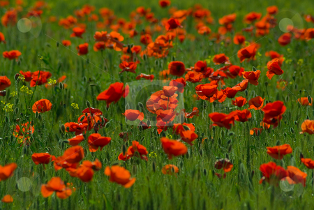 To use this stock image in your creative project, please select the size you need over to the right and click the "Add to Cart" button.
Your downloaded image will come with the Cutcaster watermark removed so don’t worry about the watermark you see on this page. Mohnbl?ten - Poppy stock photo, Der Klatschmohn (Papaver rhoeas), auch Mohnblume oder Klatschrose genannt, ist eine Pflanzenart aus der Familie der Mohngew?chse (Papaveraceae).
The Corn Poppy, Field Poppy, Flanders Poppy, or Red Poppy is the wild poppy of agricultural cultivation by Wolfgang Heidasch