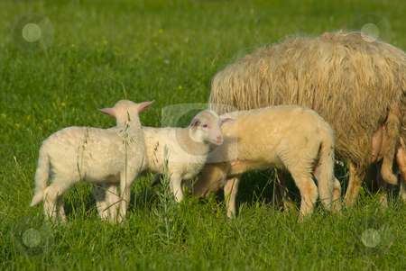 To use this stock image in your creative project, please select the size you need over to the right and click the "Add to Cart" button.
Your downloaded image will come with the Cutcaster watermark removed so don’t worry about the watermark you see on this page. Schafe auf der Wiese - Sheep on a meadow stock photo, Das Hausschaf (Ovis orientalis aries) ist die domestizierte Form des Mufflons. Es spielt in der Geschichte der Menschheit eine Rolle als Milch-, Fleisch- und Wollelieferant. - Domestic sheep (Ovis aries) are quadrupedal, ruminant mammals kept as livestock. by Wolfgang Heidasch