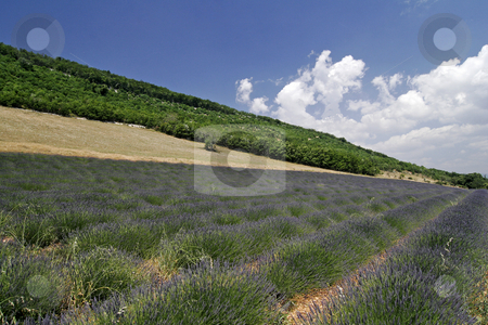 To use this stock image in your creative project, please select the size you need over to the right and click the "Add to Cart" button.
Your downloaded image will come with the Cutcaster watermark removed so don’t worry about the watermark you see on this page. Lavender field near Sault, Luberon, Provence, Southern France stock photo, Lavender field near Sault, Luberon, Provence, Southern France by Lothar Hinz